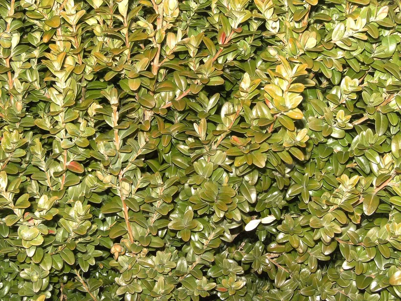Buxus — imagen 1