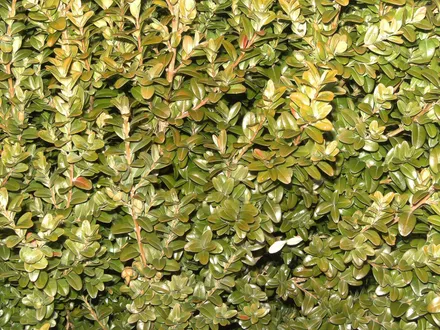 Buxus