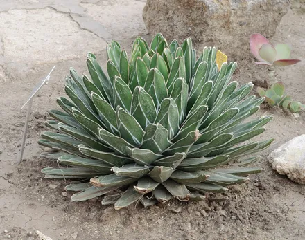 Agave