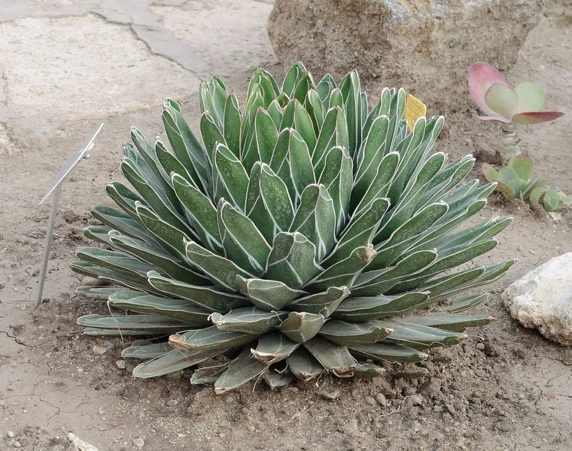 Agave — imagen 1