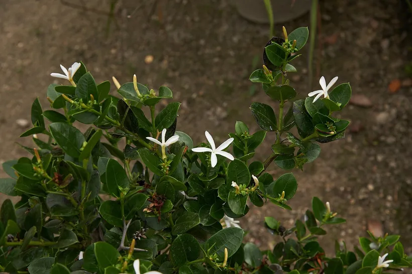Gajo Carissa — imagen 1