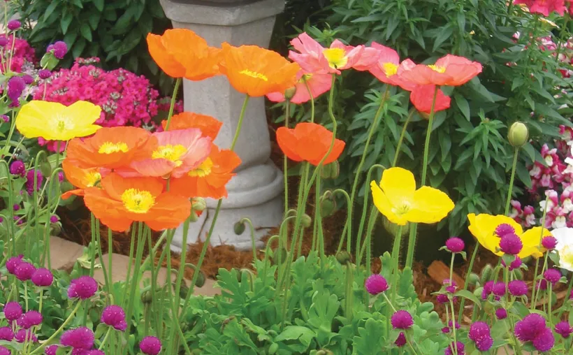 Amapola — imagen 1