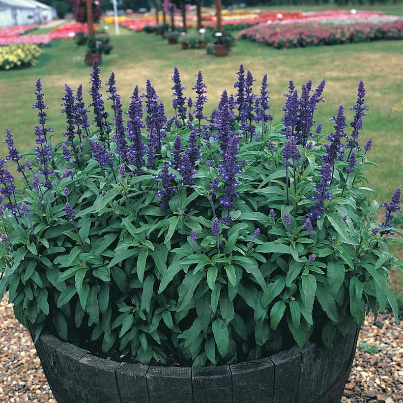 Salvia Farinacea — imagen 1
