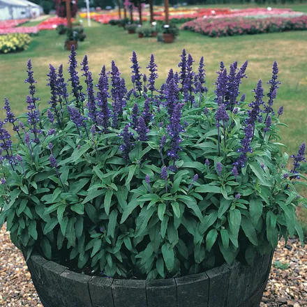 Salvia Farinacea