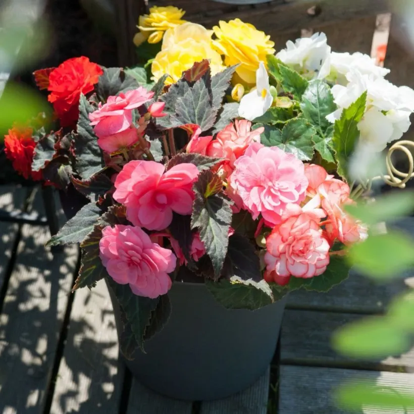 Begonia F1 Tuberosa — imagen 1