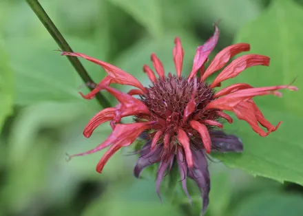 Monarda