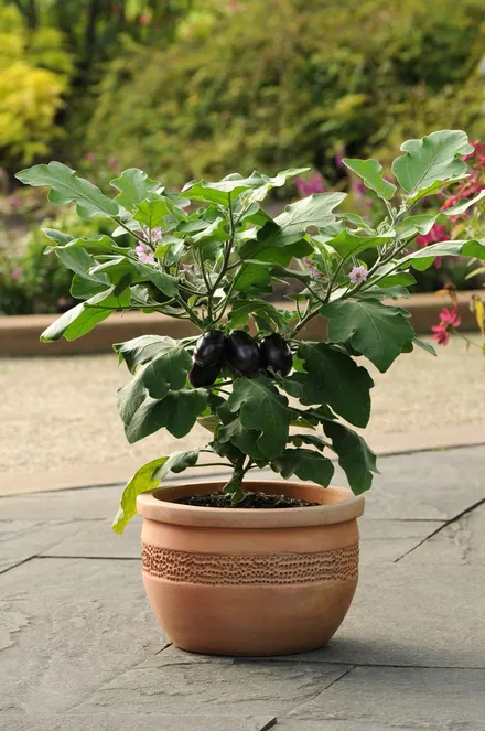 Berenjena F1