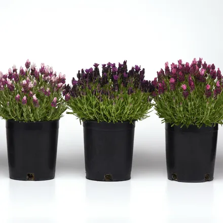Lavanda Stoechas