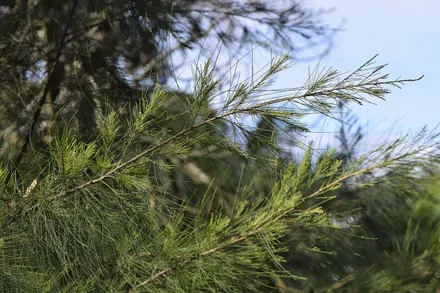 Casuarina