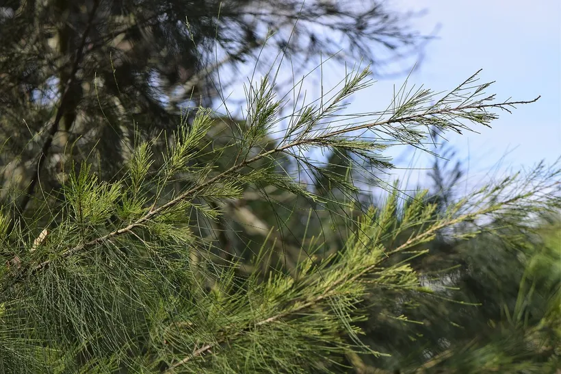 Casuarina — imagen 1