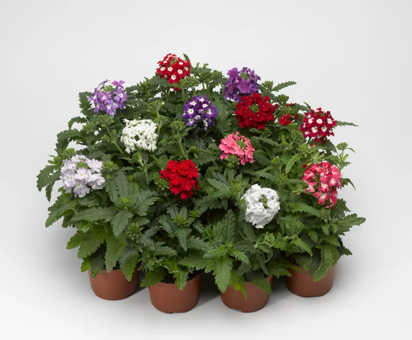 Verbena F1 — imagen 1