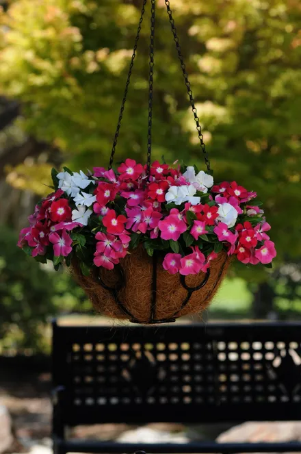 Vinca Rastrera Colgante