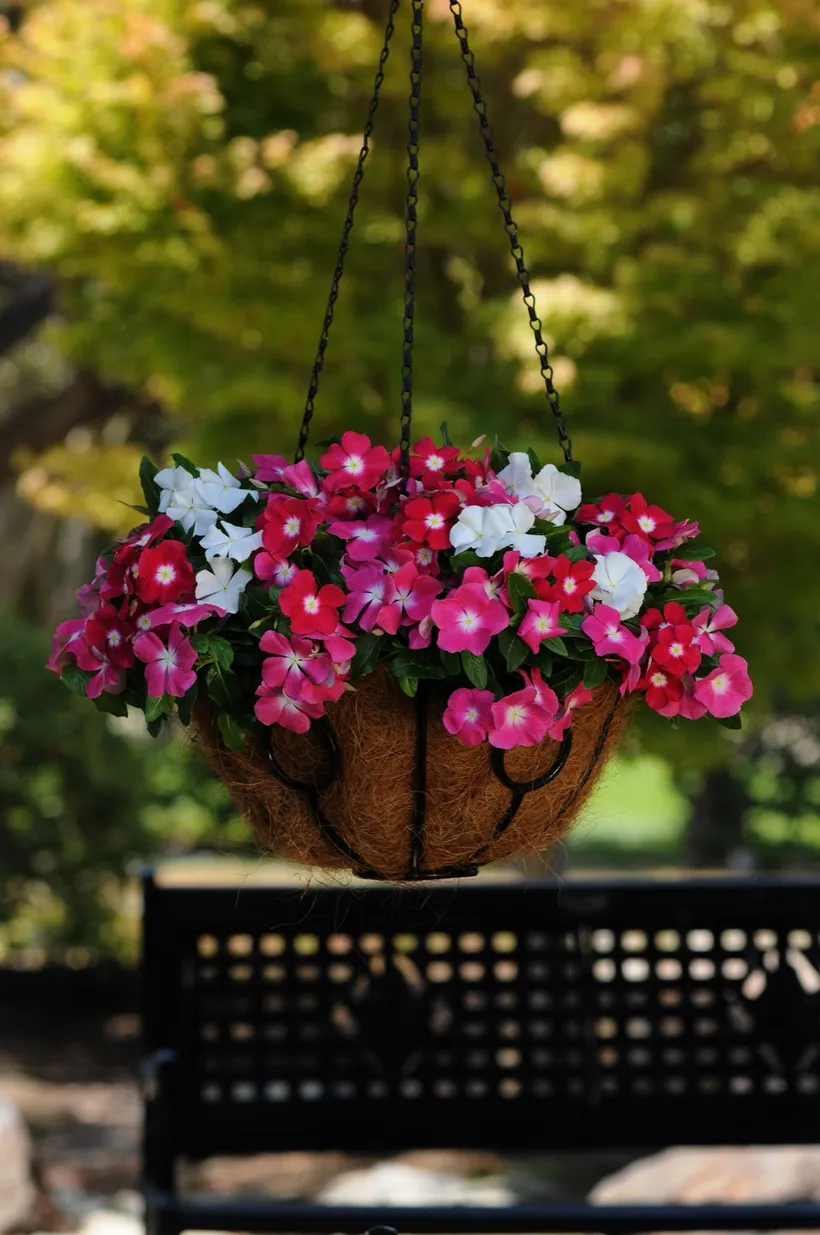 Vinca Rastrera Colgante — imagen 1