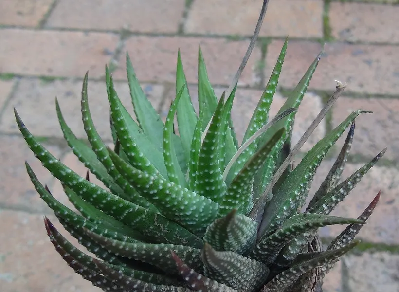 Haworthia — imagen 1