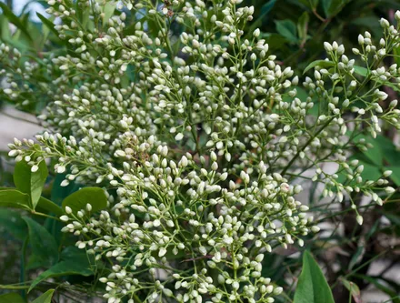 Nandina