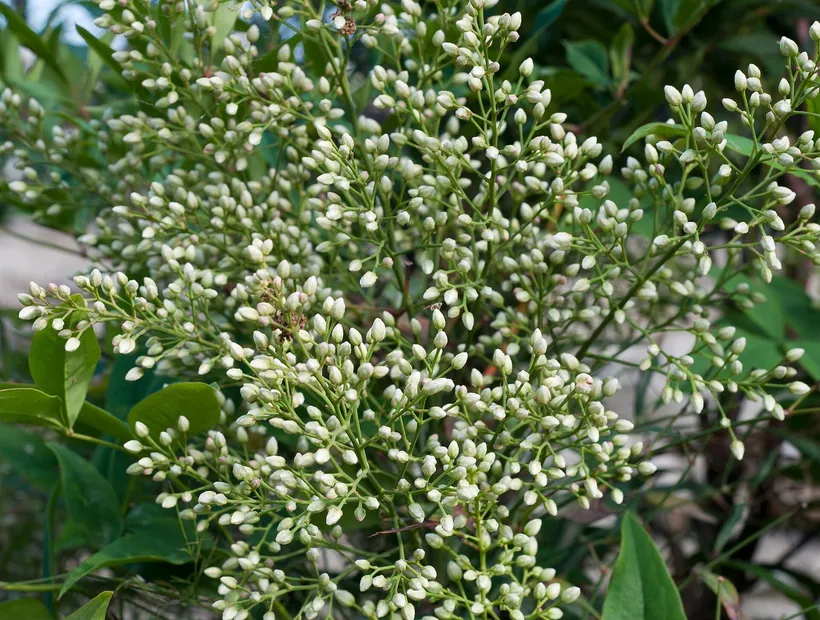 Nandina — imagen 1