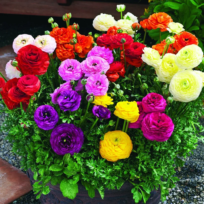 Marimonia F1 — imagen 1