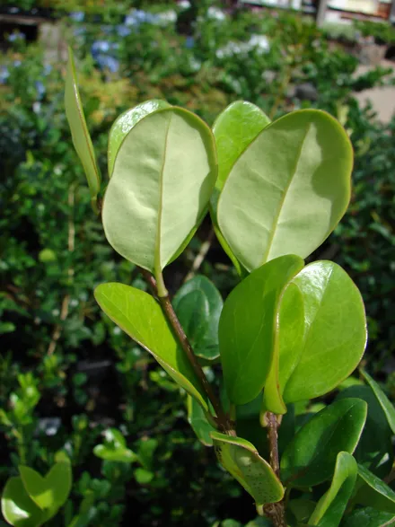 Gajo Olea Texana