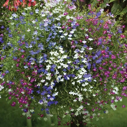 Lobelia Colgante