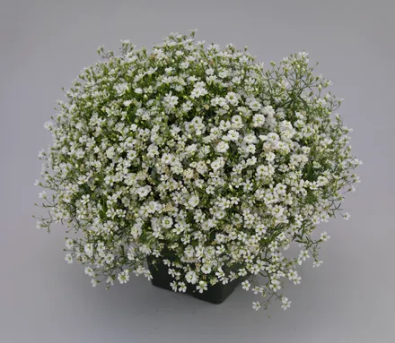 Gypsophylia