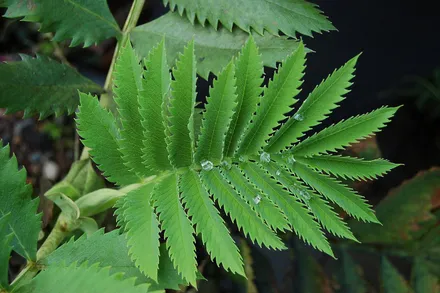 Melianthus