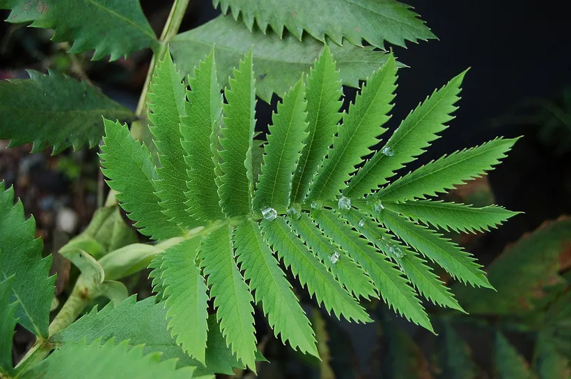 Melianthus — imagen 1