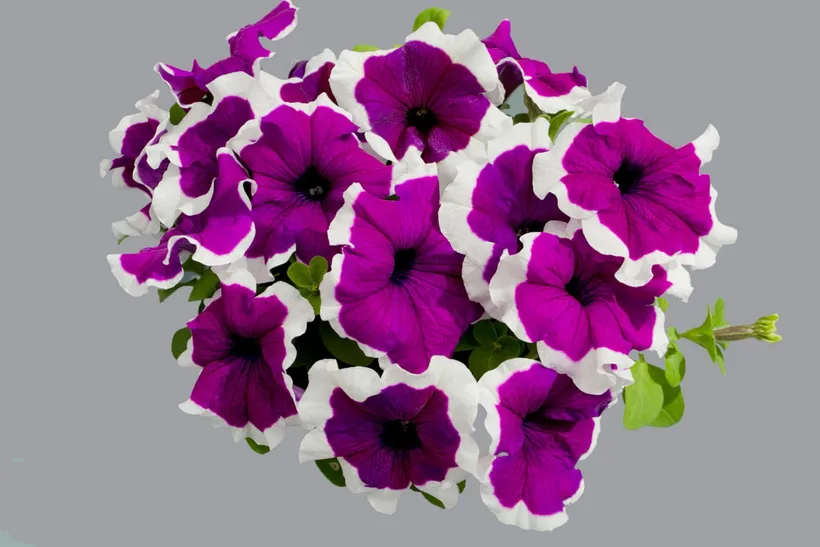 Petunia F1 Grandiflora Compacta — imagen 1