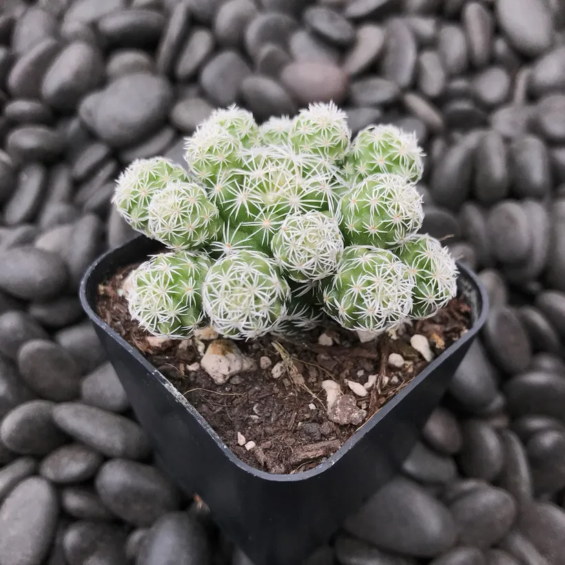 Cactus Mammillaria Gracilis — imagen 1