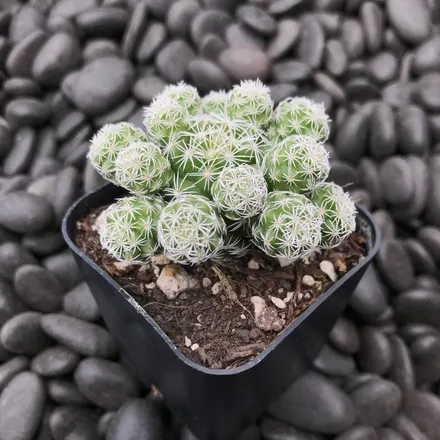 Cactus Mammillaria Gracilis