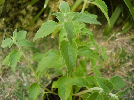 Gajo Menta Peperina