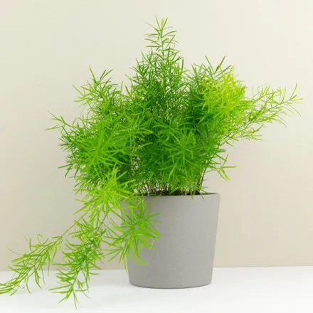 Asparagus