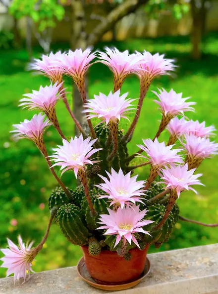 Cactus Echinopsis Oxygona