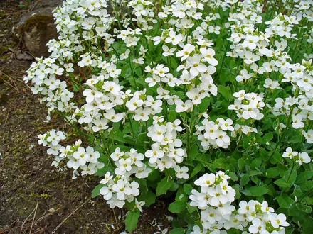 Arabis F1