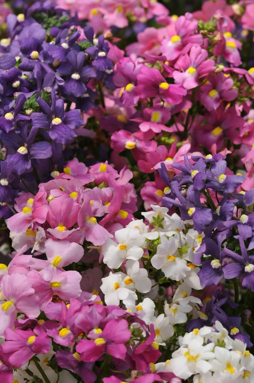 Nemesia F1 — imagen 1