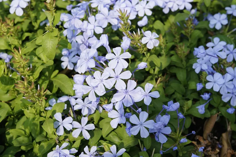 Gajo Plumbago — imagen 1