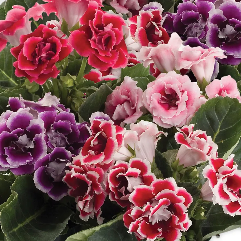 Gloxinia — imagen 1