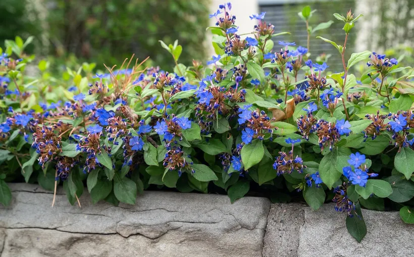 Gajo Ceratostigma — imagen 1