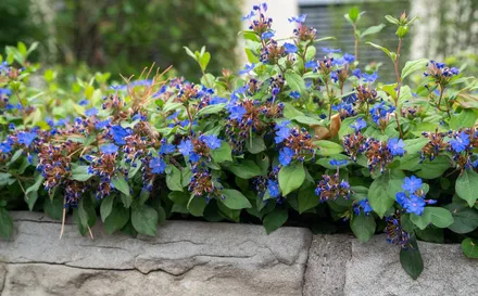 Gajo Ceratostigma