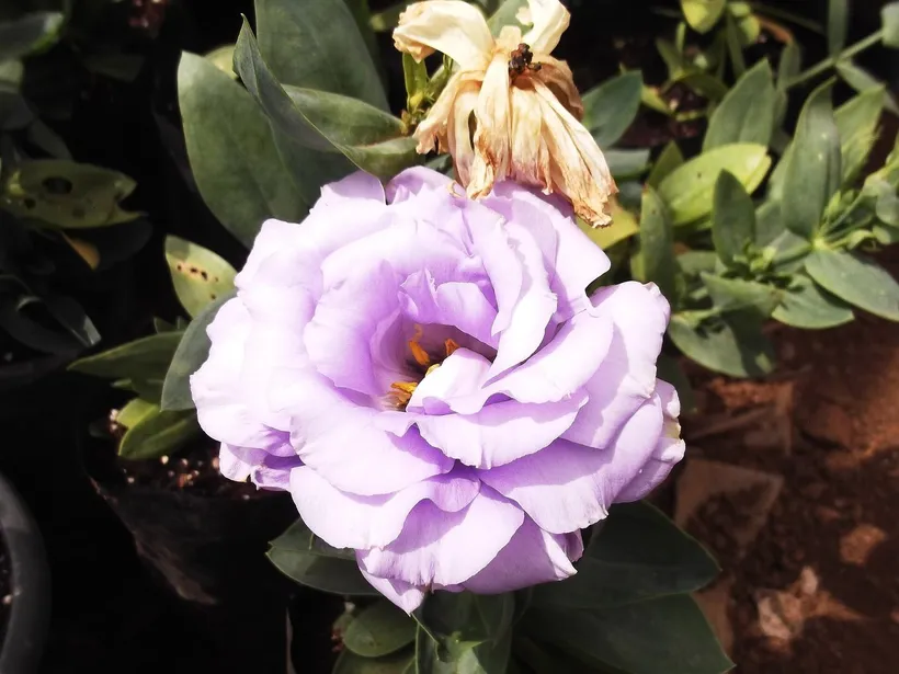 Lisianthus F1 Doble — imagen 1