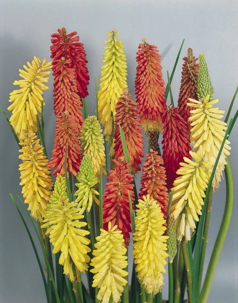 Kniphofia Uvaria — imagen 1