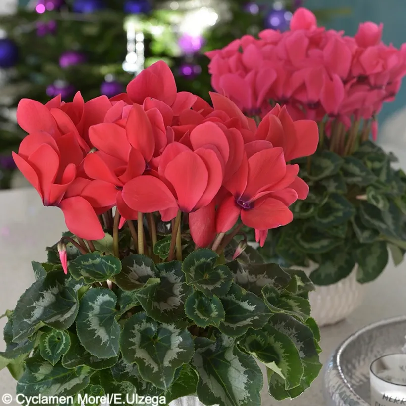 Cyclamen F1 — imagen 1