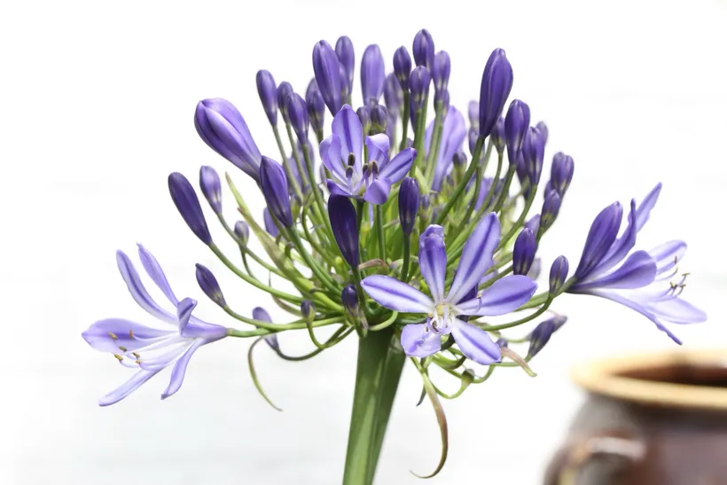 Agapanthus — imagen 1