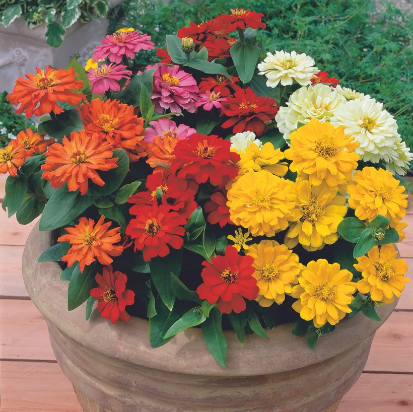 Zinnia — imagen 1
