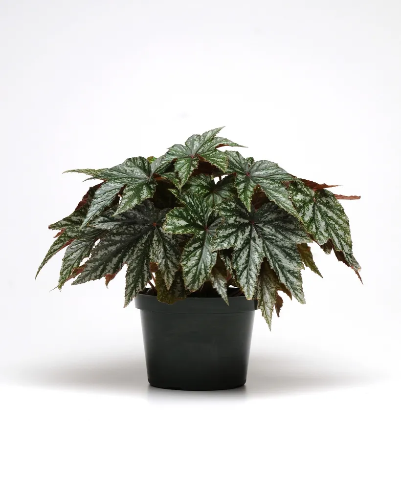 Begonia F1 de Follaje — imagen 1