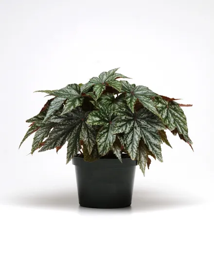 Begonia F1 de Follaje
