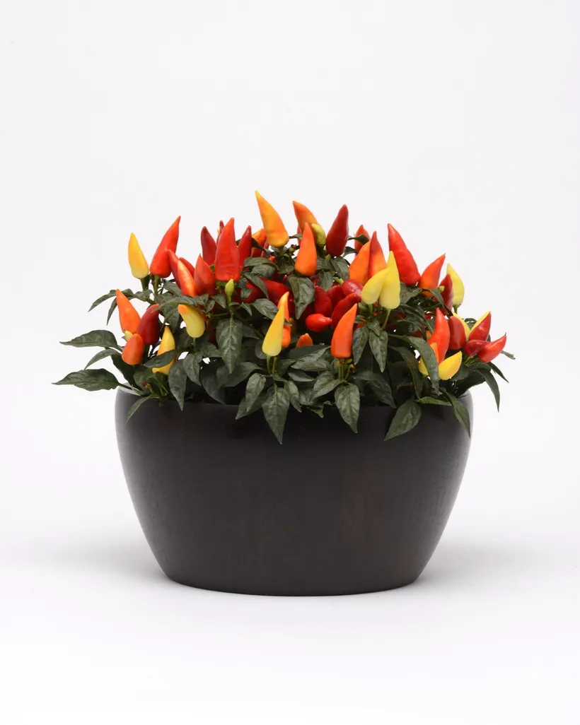 Pimiento F1 de Adorno — imagen 1
