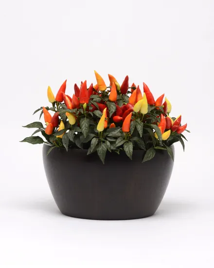 Pimiento F1 de Adorno