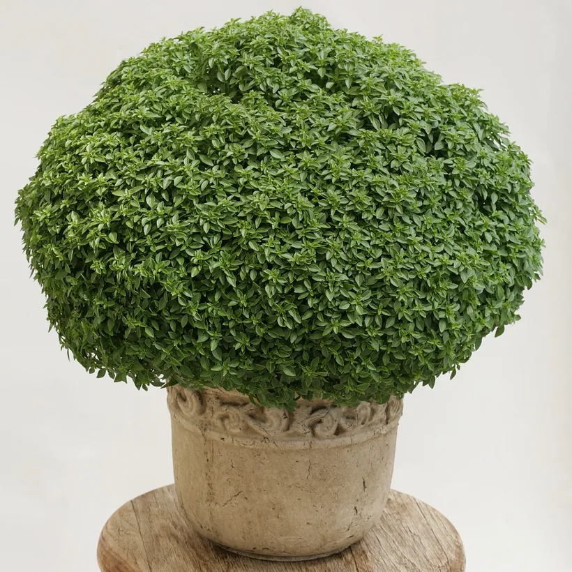 Albahaca — imagen 1