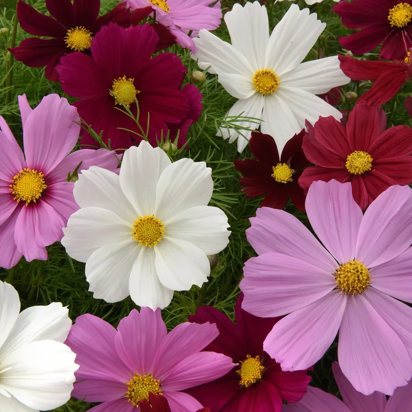 Cosmos — imagen 1