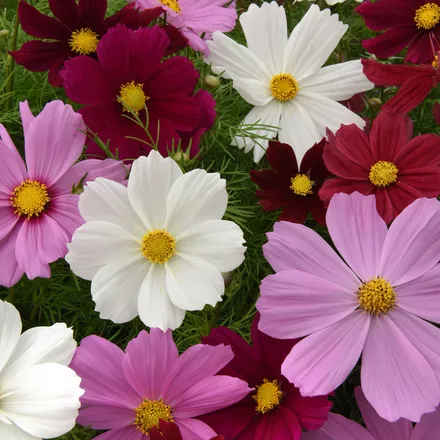 Cosmos